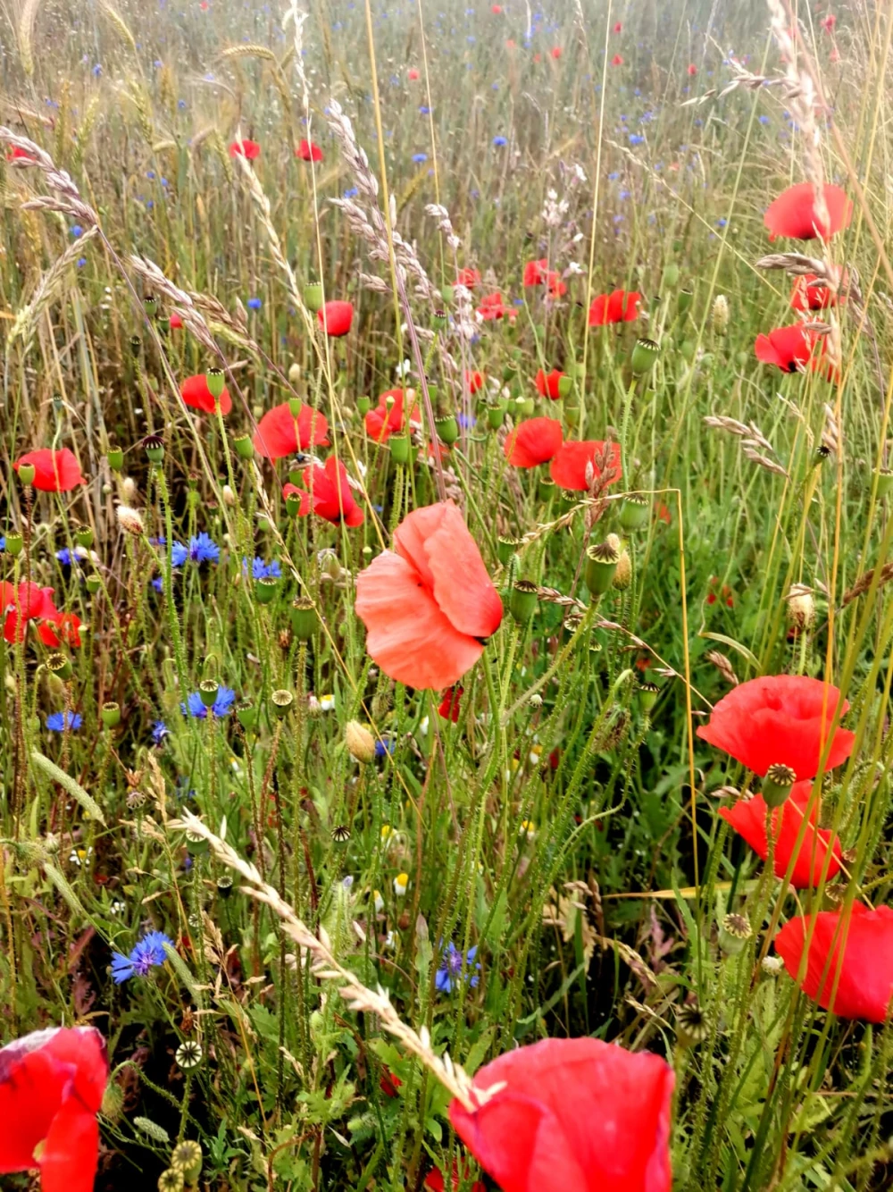 flowers72