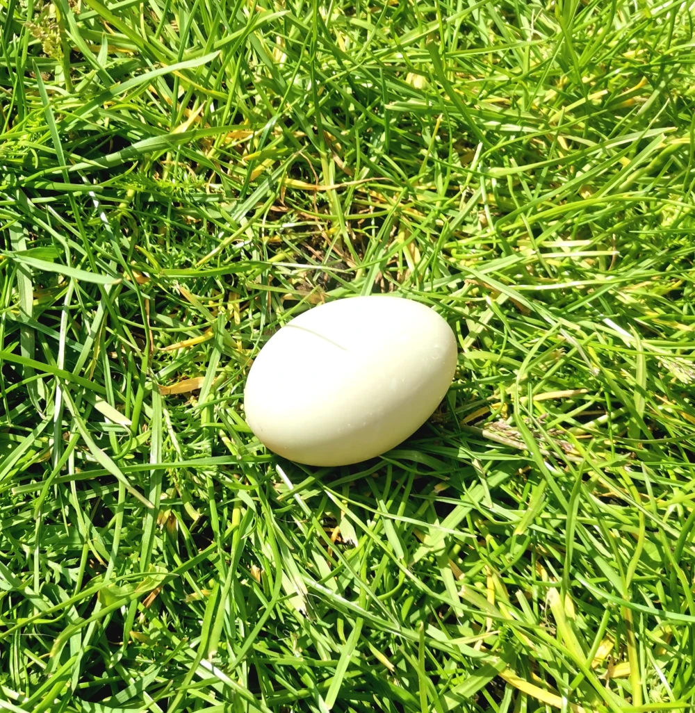 egg1