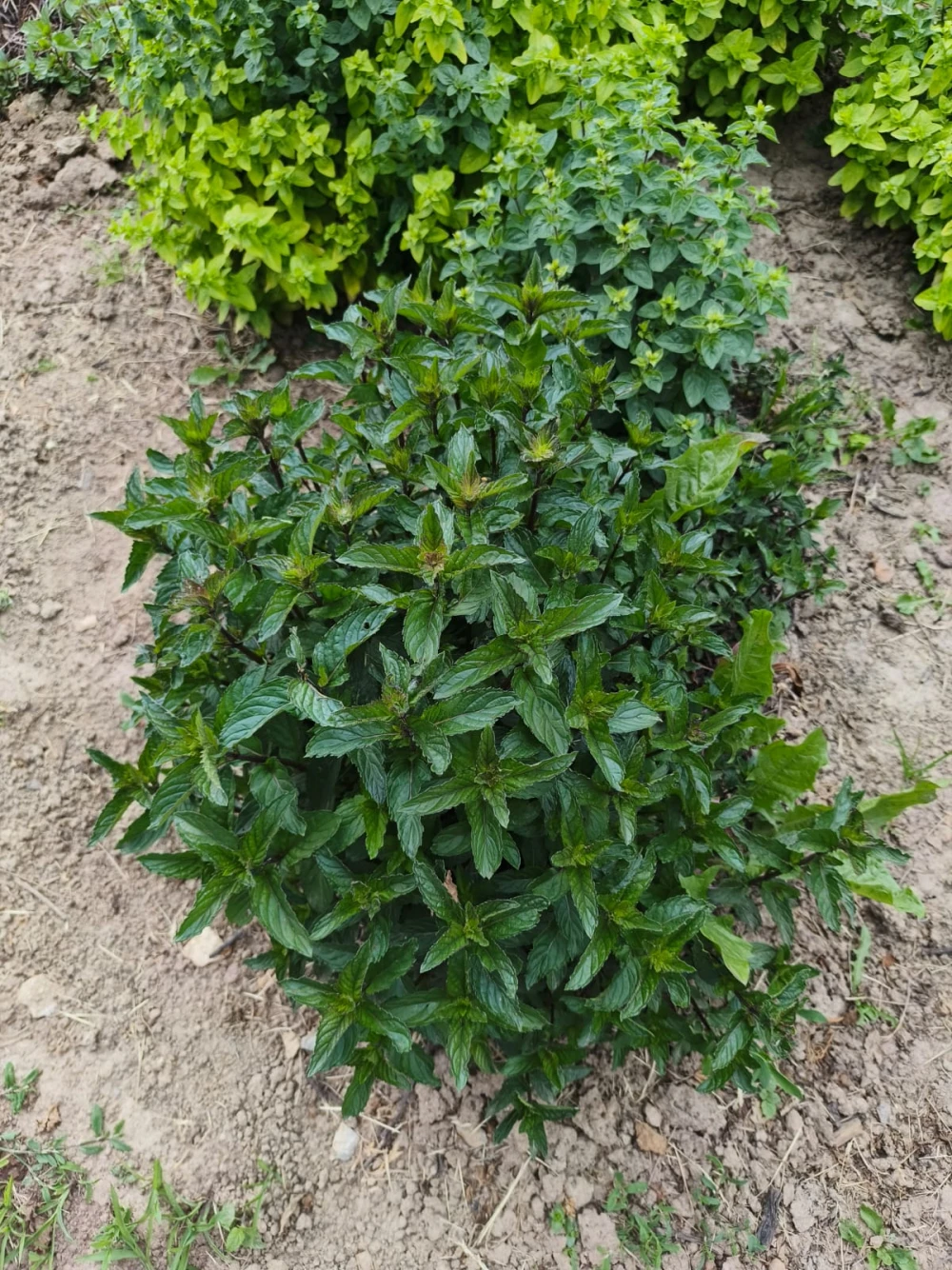 elochka