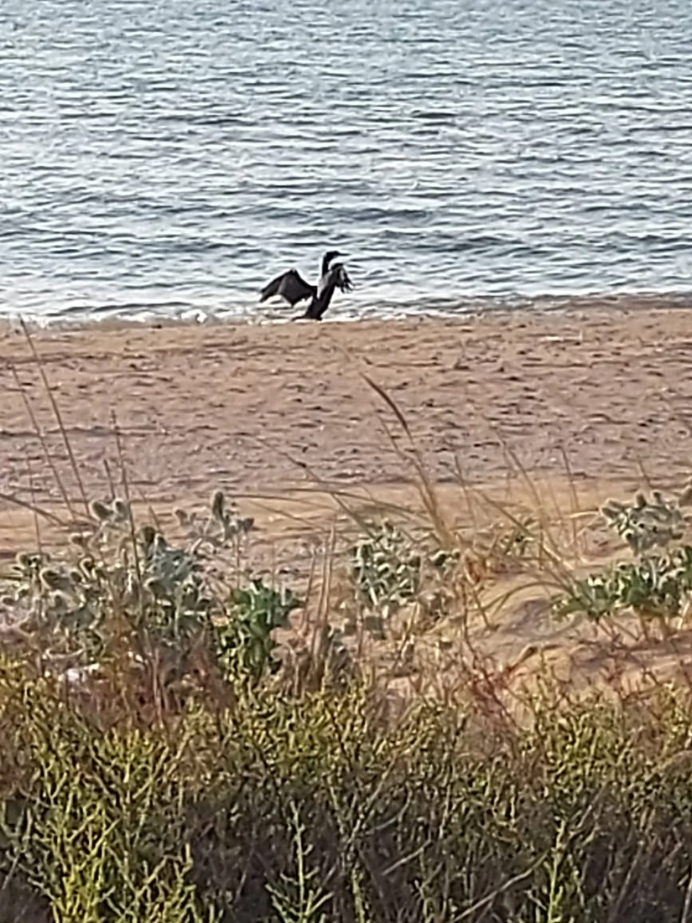 bird