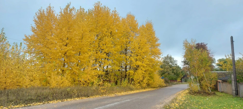 trees16