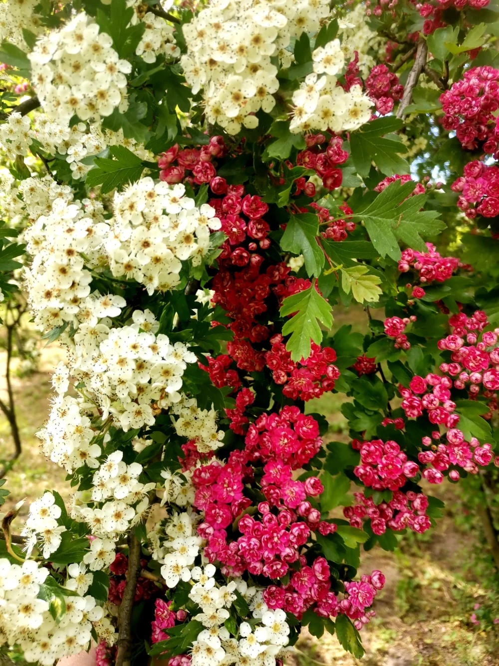 flowers76