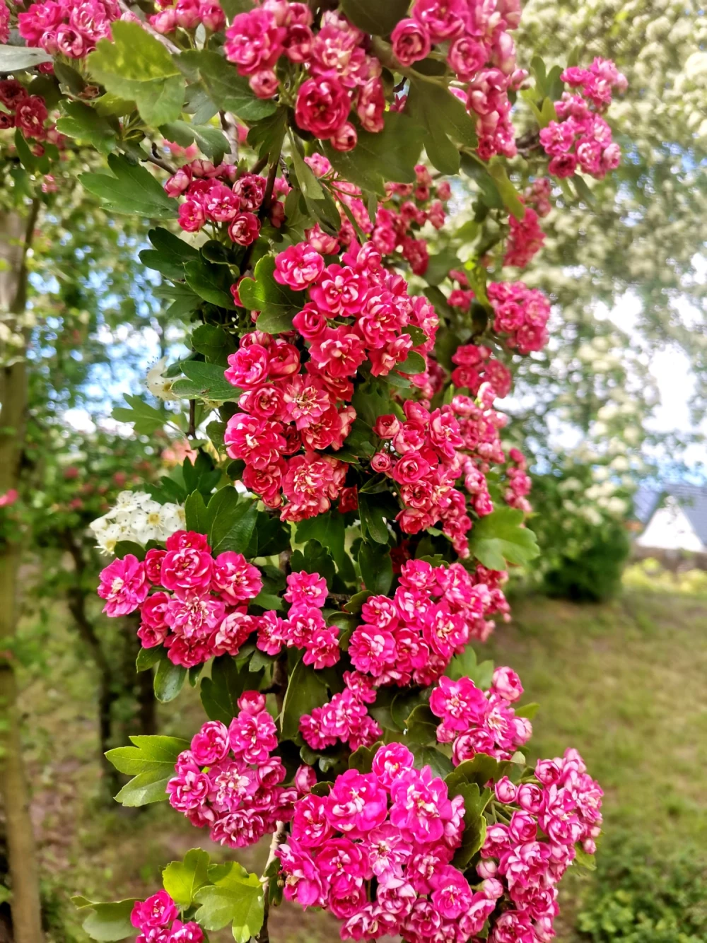 flowers77