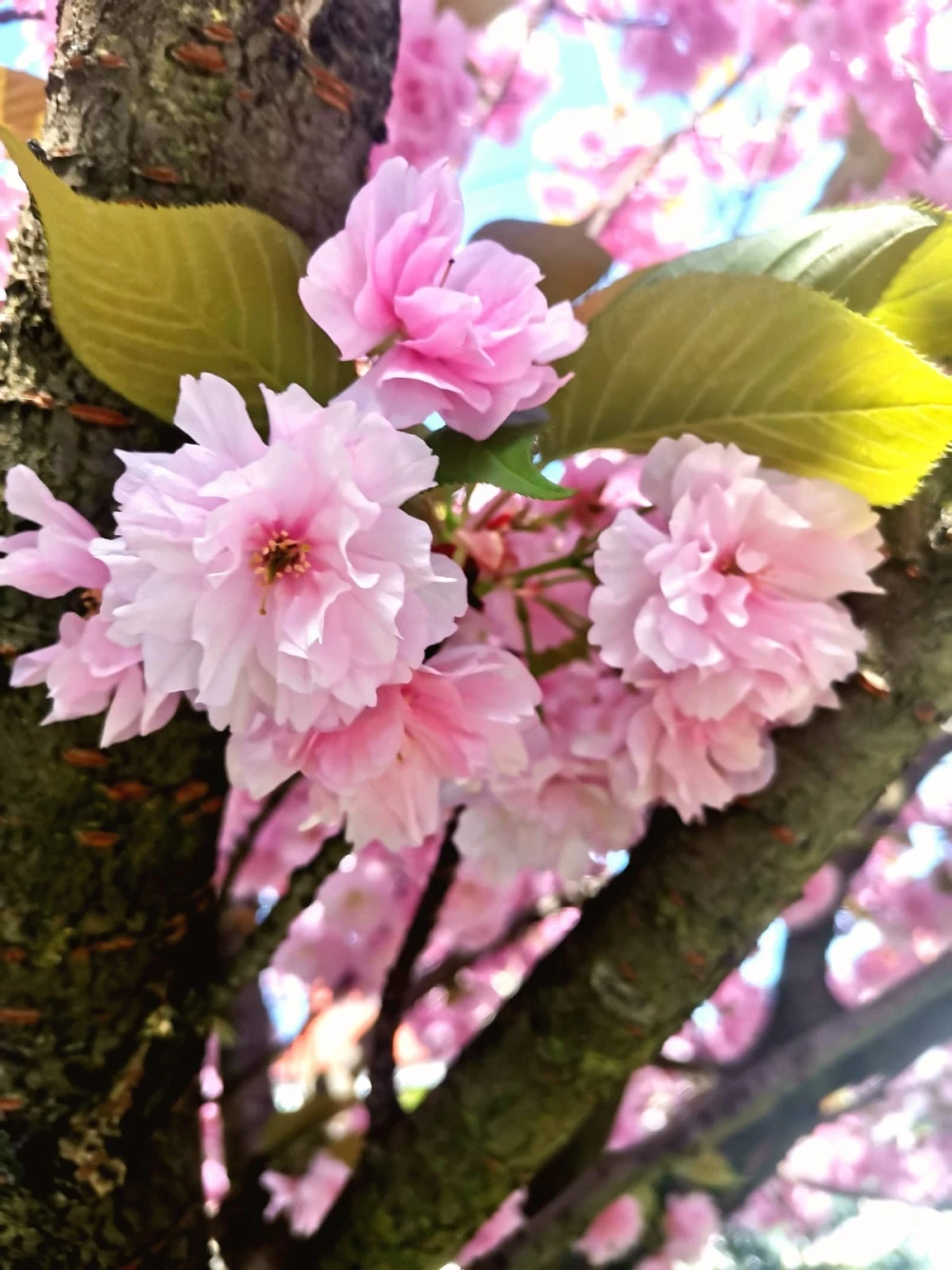 flowers78
