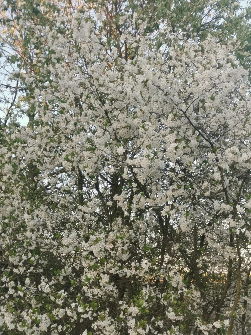 flowers79