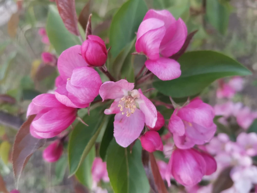 flowers80