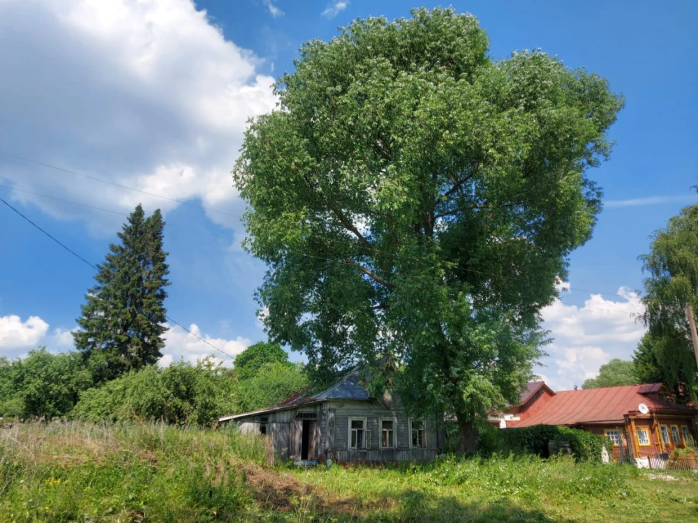 tree8