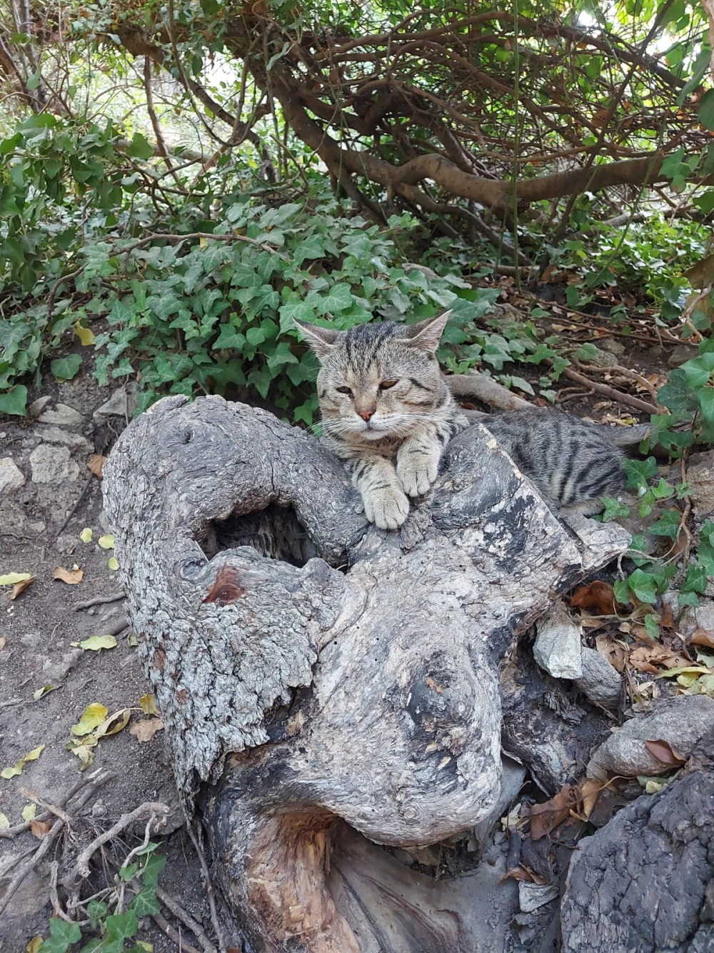 king cat