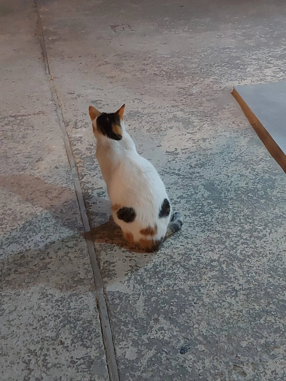 supercat with eyes