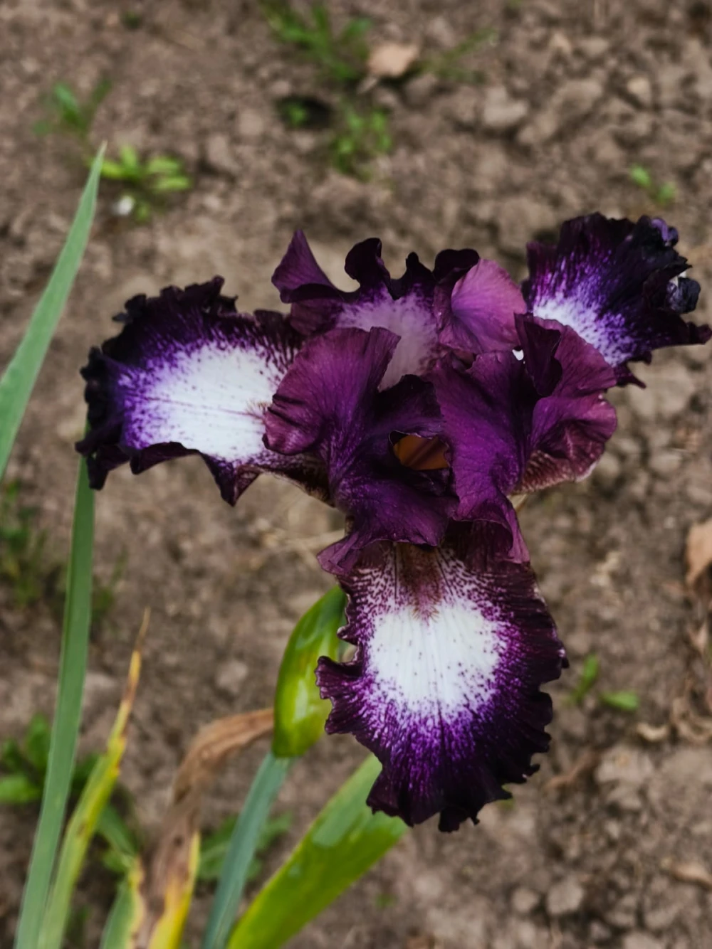 flower iris