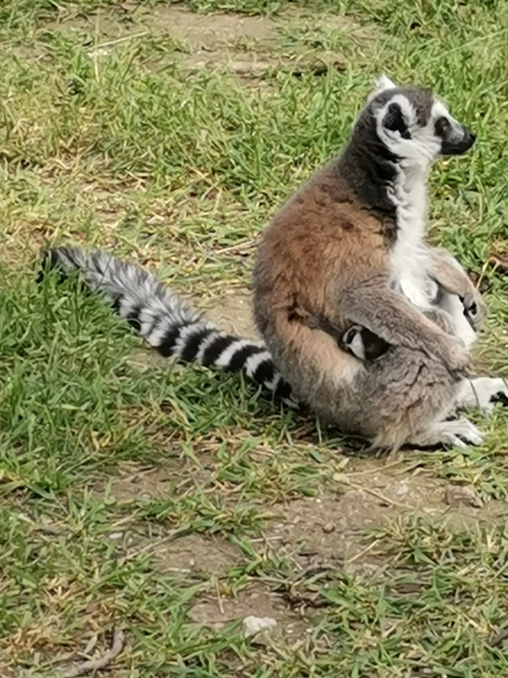 lapochka