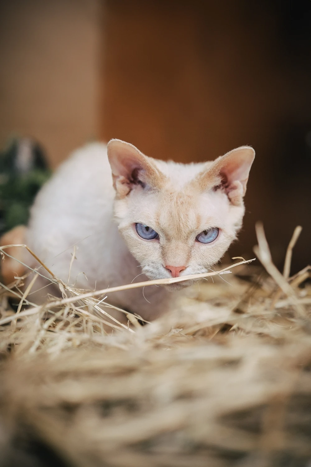 gatttos