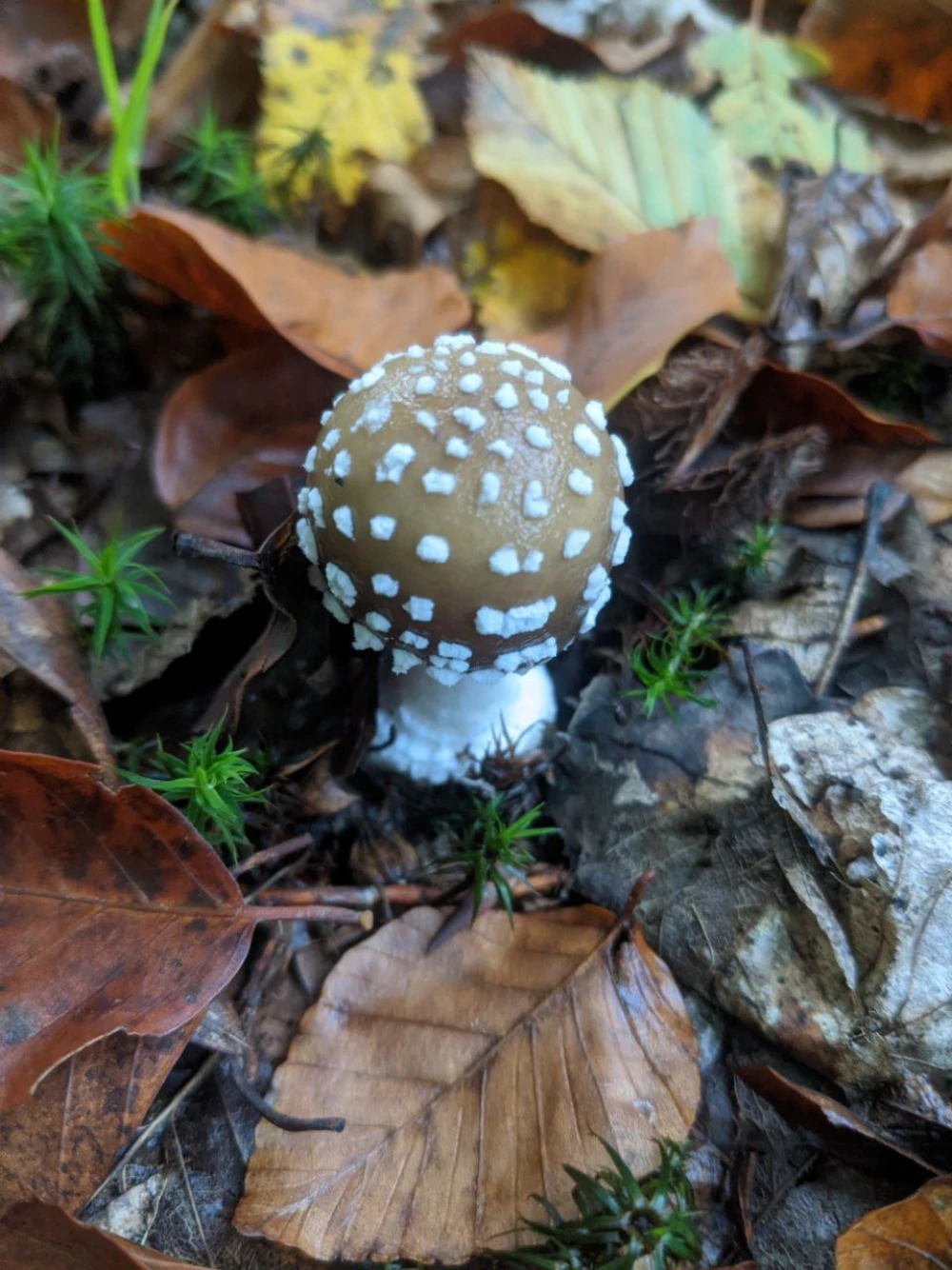 babymushroom