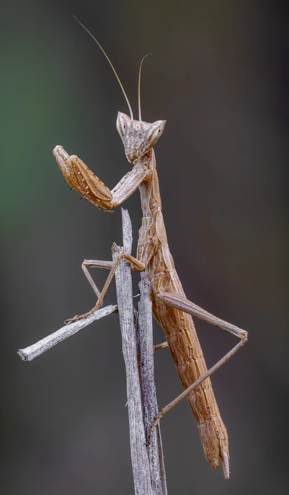 manntias