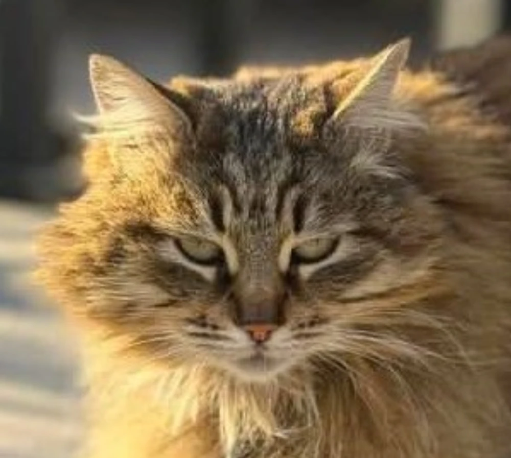 cattyta