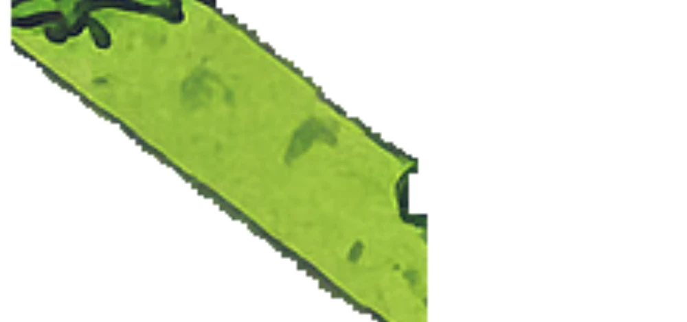 GDSG