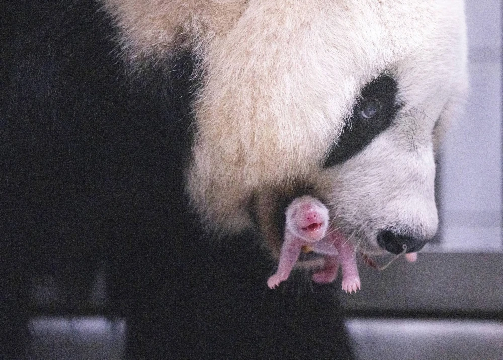 Panda