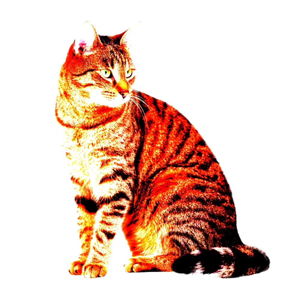 Red Kitten