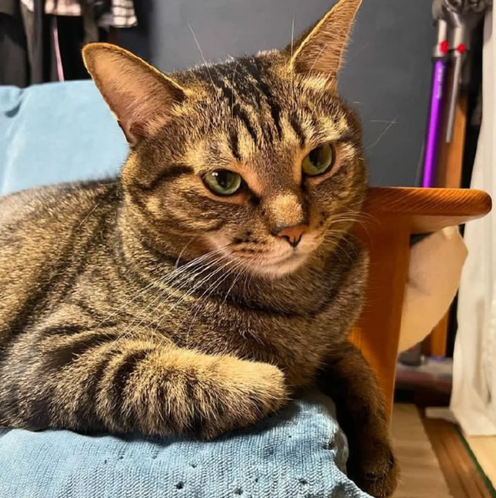 Angry CAT