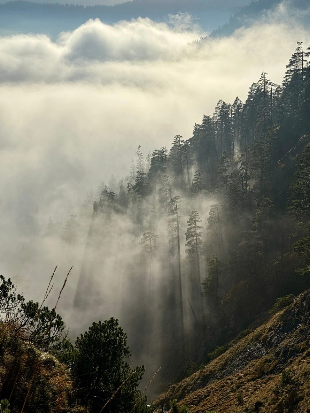 Nature