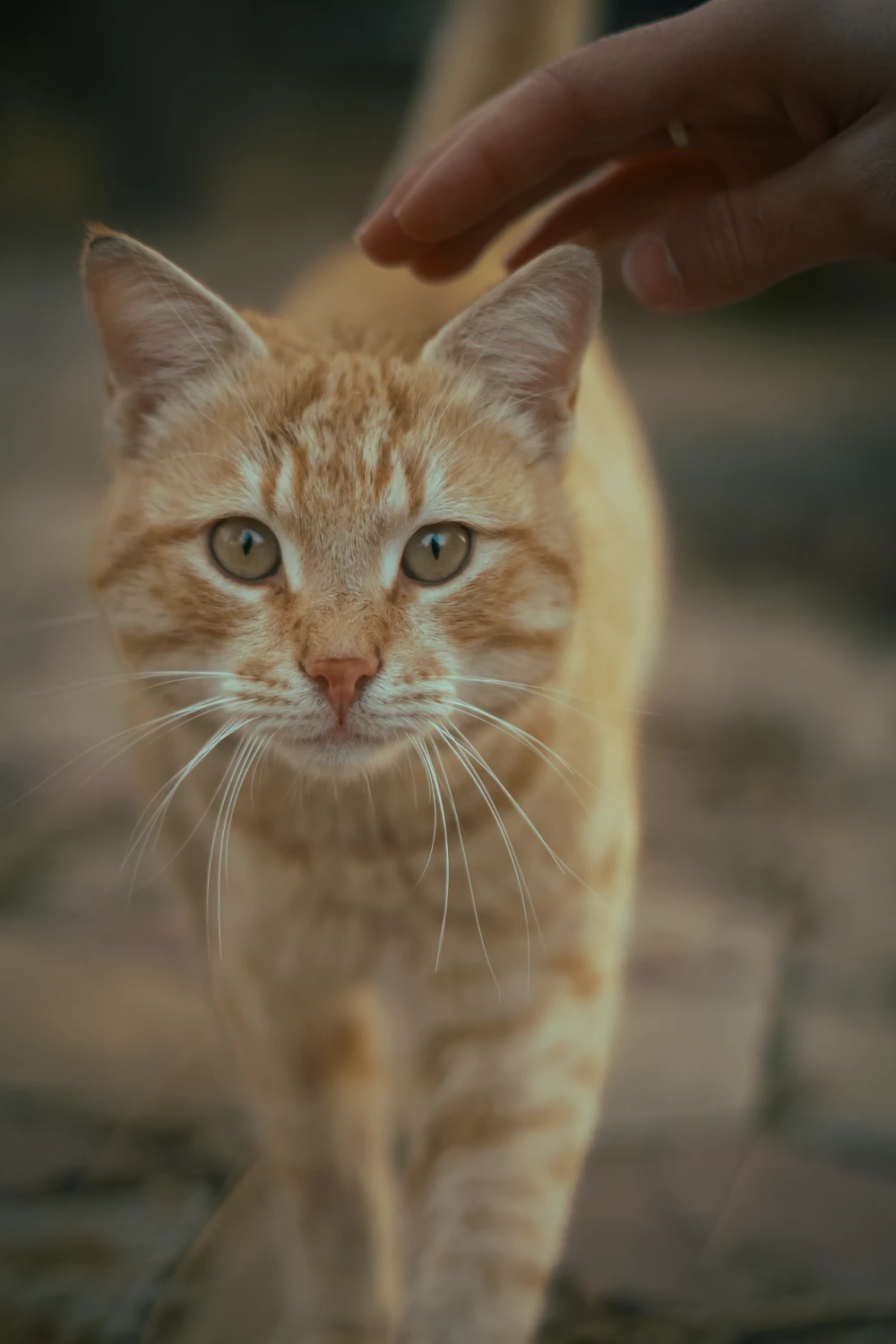 catgatmi