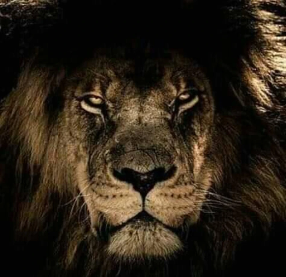lion