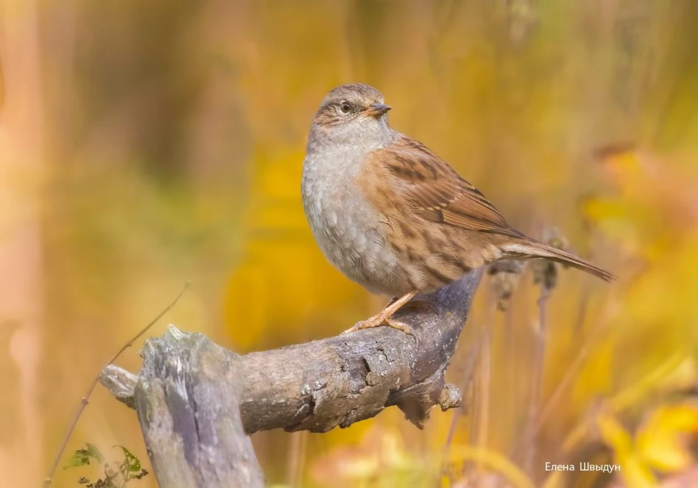 Forest Accentor