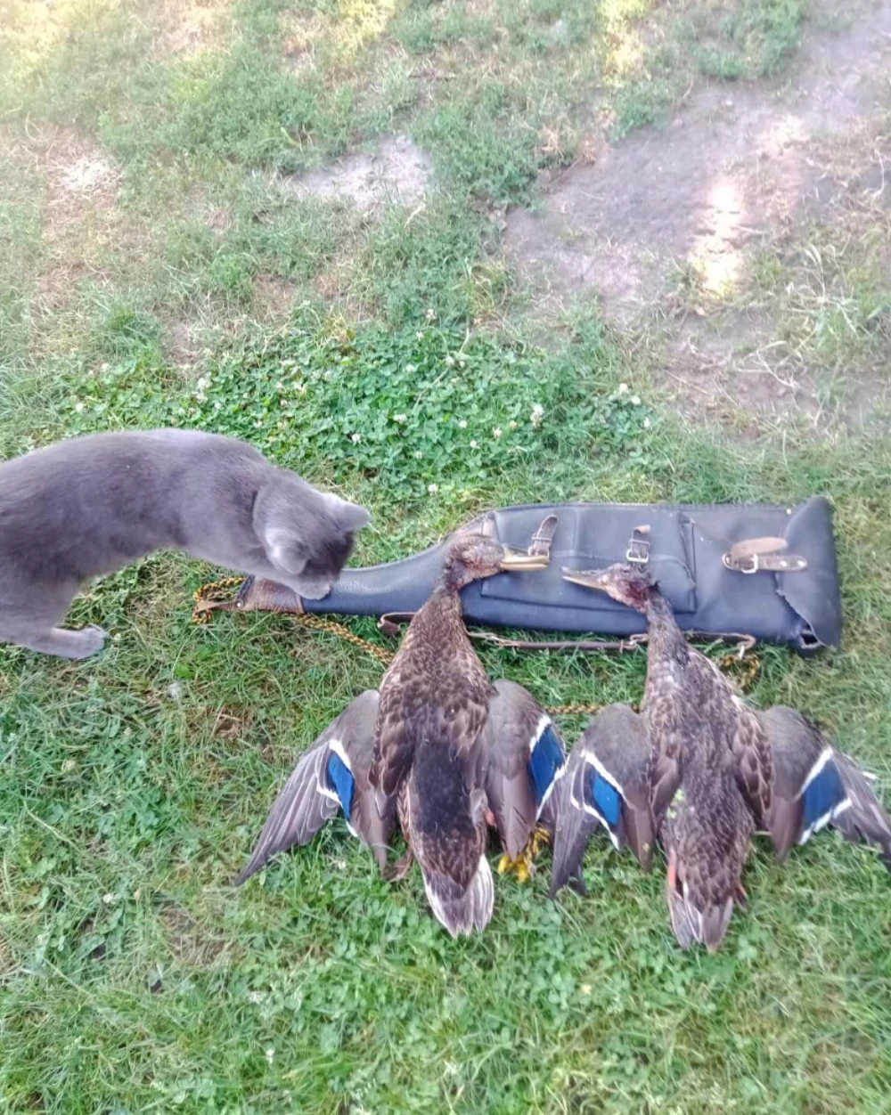 twogoose