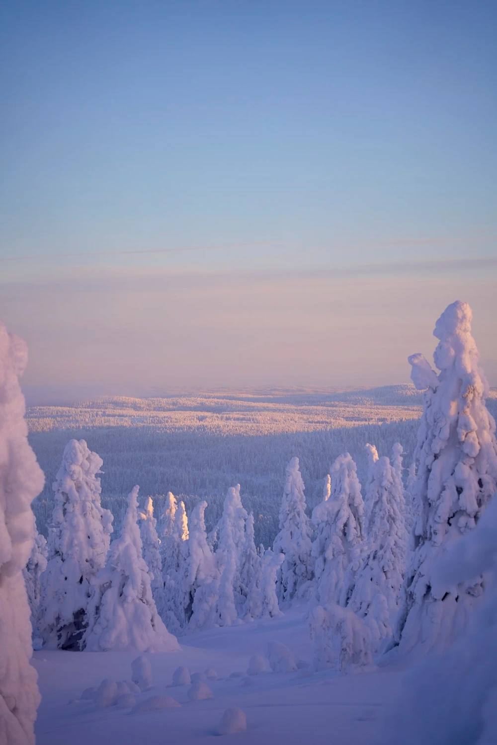 wolnieve