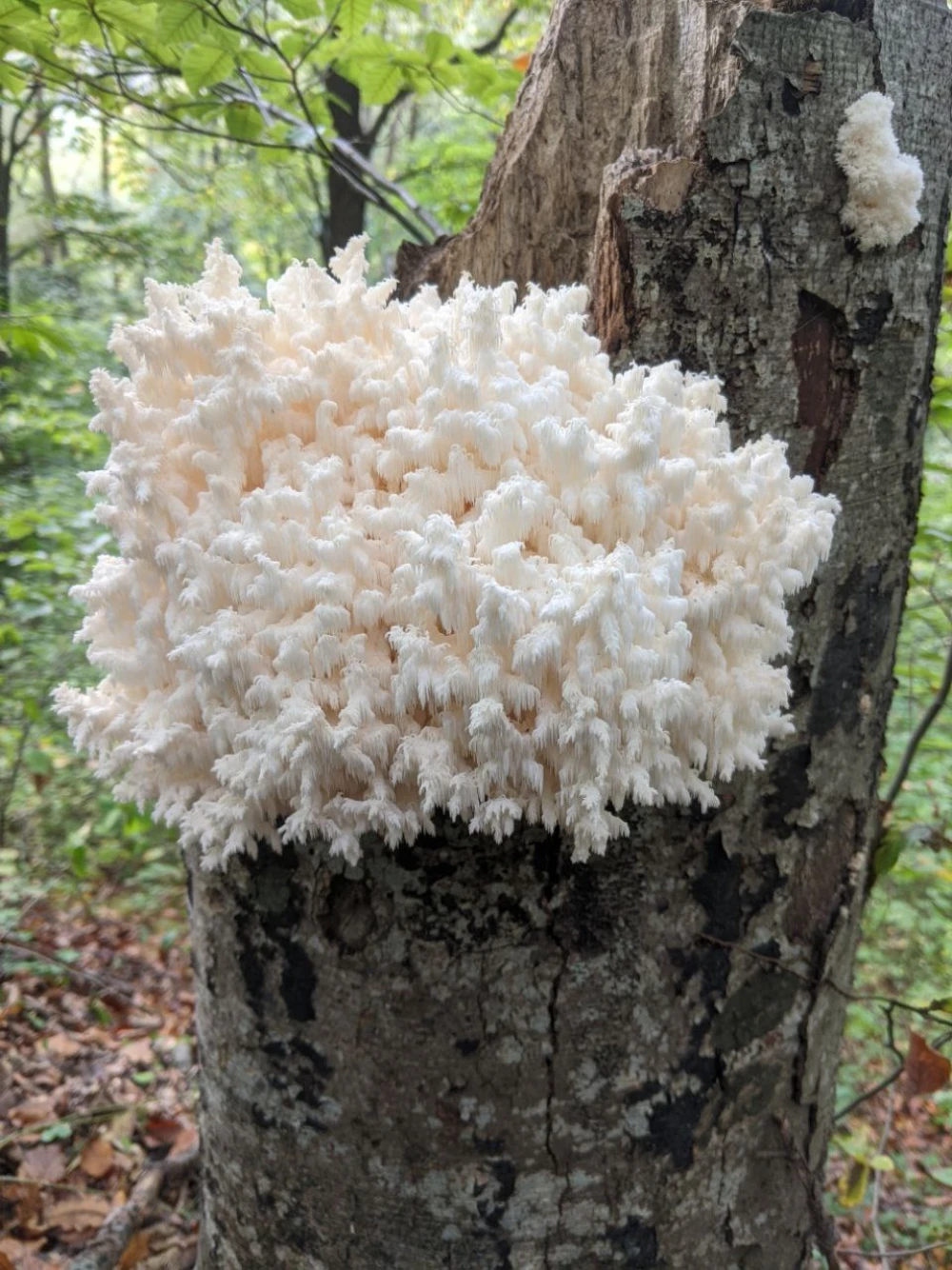 mushroom