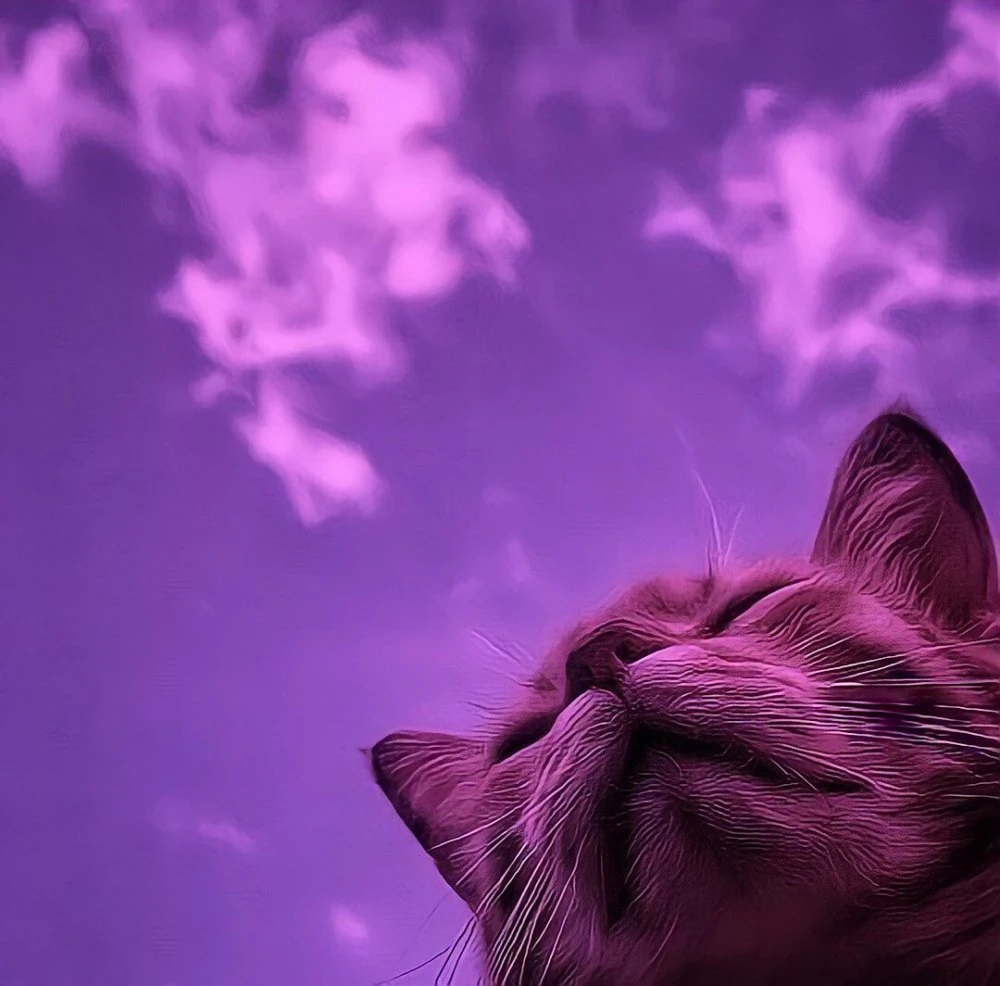 cvvcat