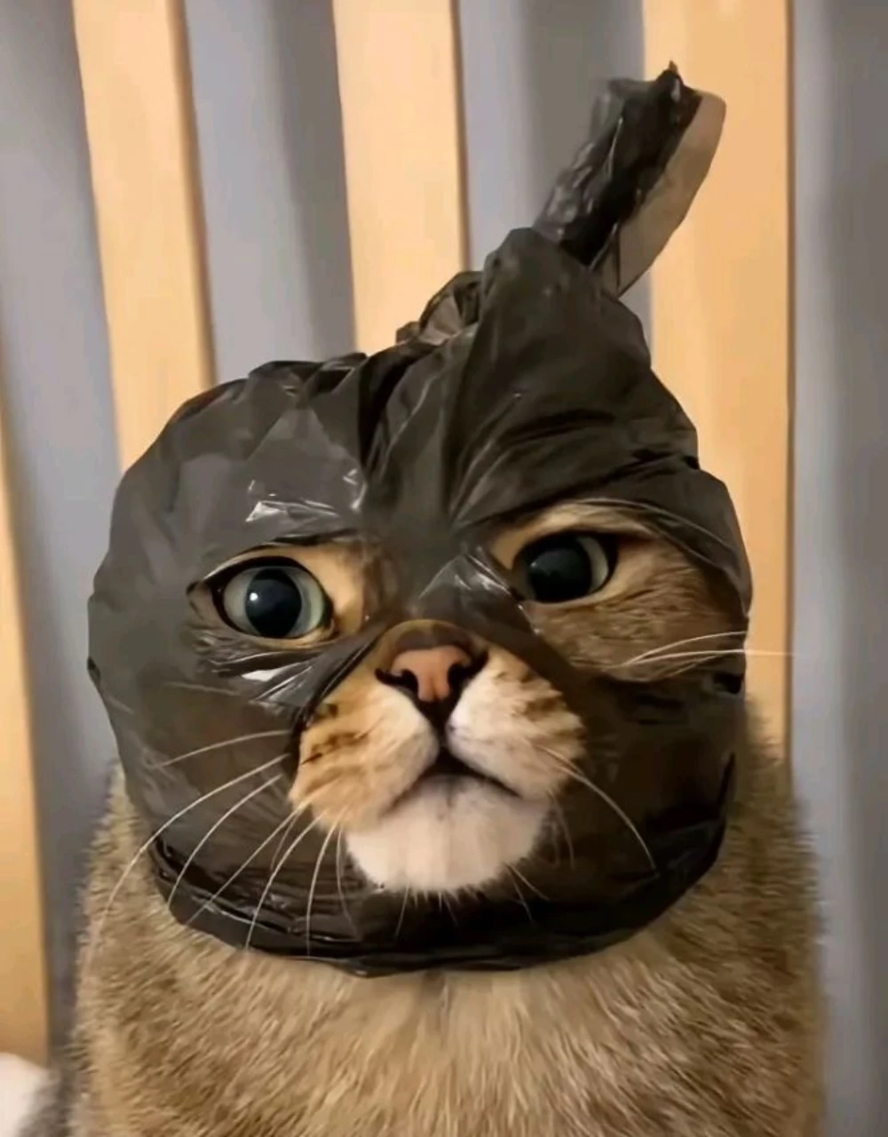 tom
