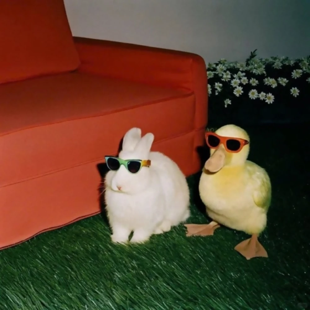 animals