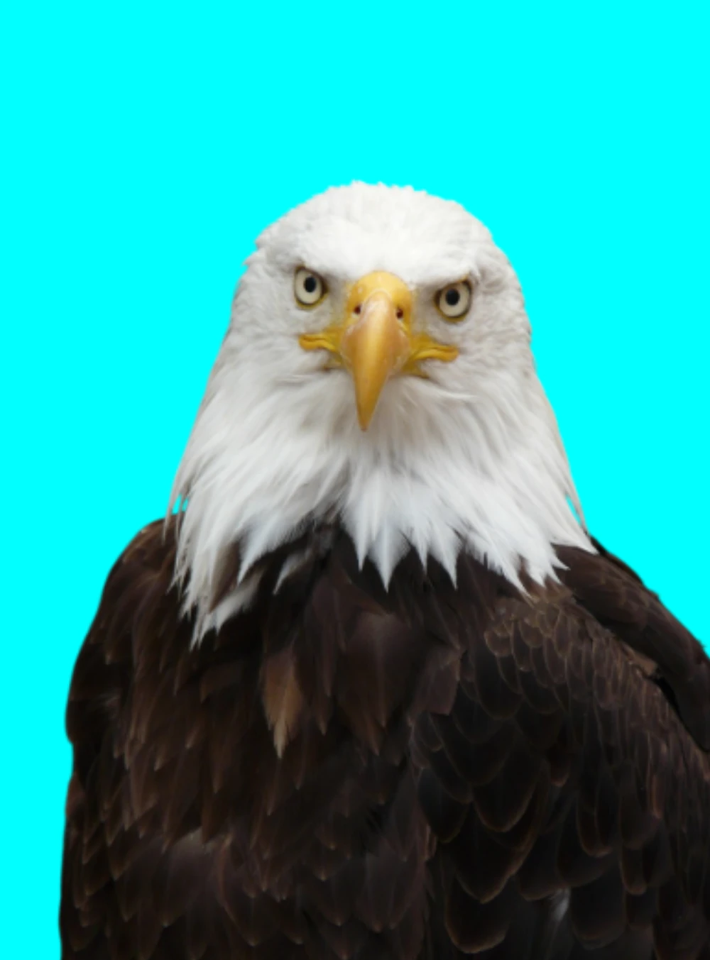 agui