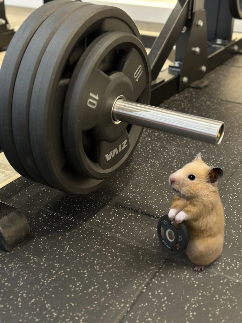 hamster pumper