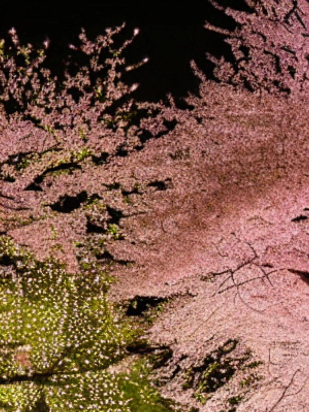 cherryBlossom