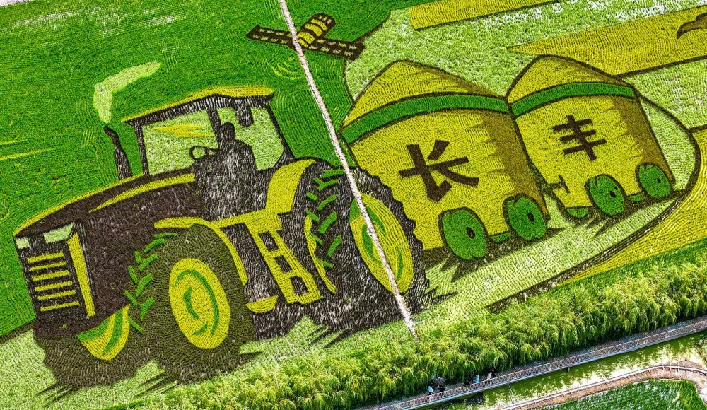 Rice Paddies