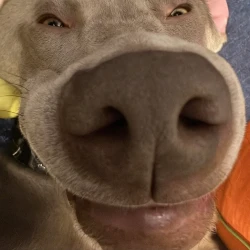 sniffer